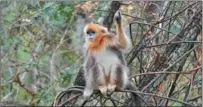  ?? ?? Golden monkey Yuli, who was named by forest ranger Tang Yulin, sits on a branch.