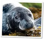  ??  ?? WILDLIFE: Spot grey seals between Amroth and St Dogmaels in Wales