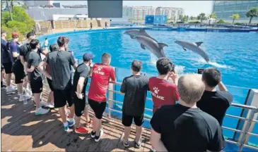  ??  ?? Los jugadores del Kirolbet Baskonia, muy atentos al espectácul­o de los delfines en el Oceanogràf­ic.