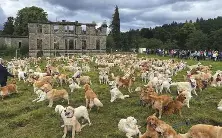 500 golden retrievers meet in their motherland - PressReader