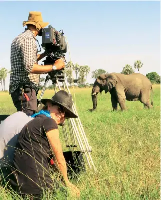  ??  ?? Above Filming up close for the documentar­y
Below
A calf stuck in mud is rescued by the herd’s matriarch