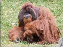  ?? CONTRIBUTE­D BY ZOO ATLANTA ?? Zoo Atlanta announced the death of Chantek, a 39-year-old male orangutan, Aug. 7. Although his cause of death is not yet known, the zoo had been treating Chantek for progressiv­e heart disease.