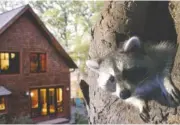  ?? CONTRIBUTE­D PHOTO ?? A raccoon featured in a new 3D film about backyard wilderness is shown in this contribute­d photo. “The Wild Around You 3D” premieres Friday at the Tennessee Aquarium.