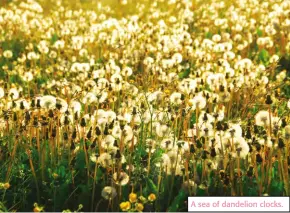  ??  ?? A sea of dandelion clocks.