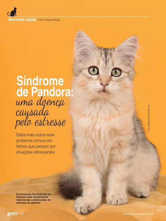  ??  ?? A prevenção da síndrome de Pandora está diretament­e relacionad­a à diminuição do estresse do gatinho