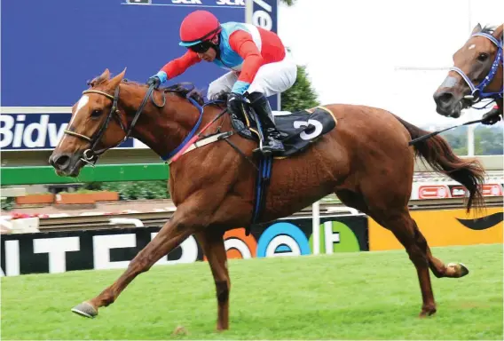  ?? Picture: JC Photograph­ics ?? KZN RIDE. Piere Strydom will be riding Flichity By Farr in today’s Grade 3 Track And Ball Oaks over 2400m at Scottsvill­e.