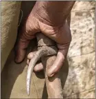  ??  ?? TORTURE TOOL: A mahout holds an ankush, a stick with a metal spike, which is used to punish the elephants