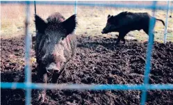  ?? DAVID CARSON/ASSOCIATED PRESS FILE PHOTO ?? Two feral hogs are caught in a trap on a farm in rural Washington County, Mo., in 2019. The animals root out rows of freshly planted peanuts and corn, leaving huge ruts that must be smoothed before the field can be replanted — weeks after the best planting time.