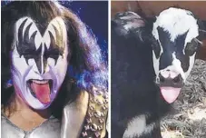  ??  ?? KISS frontman Gene Simmons and the newborn calf.