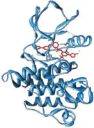  ?? WIKIMEDIA) (SOCRATESJE­DI/ ?? Le nilotinib (en rouge) bloque la protéine hyperactiv­e (en bleu).