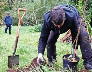  ?? ?? Main picture and top right: Trengwaint­on estate, near Penzance. Above and left: Apple trees being planted at Greenway to mark the Queen’s Platinum Jubilee