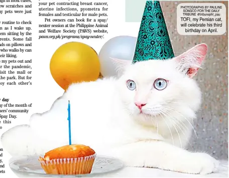  ?? PHOTOGRAPH­S BY PAULINE SONGCO FOR THE DAILY TRIBUNE ?? @tribunephl_pau TOFI, my Persian cat, will celebrate his third birthday on April.