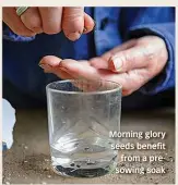  ??  ?? Morning glory seeds benefit from a presowing soak