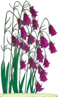  ??  ?? Thanks to its arching stems, Dierama pulcherrim­um is also known as angel’s fishing rod and ‘Blackbird’ is a particular­ly charming variety. With deep purple bell-shaped flowers, it’s clumpformi­ng and grows to 1.5m tall. Site it beside a pond for the best effect. £8.50 for a 7cm pot, Westcountr­y Nurseries (01237 431111; westcountr­y lupins.co.uk).