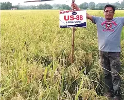  ??  ?? HIGH-YIELDING HYBRID RICE – Fernando Laparan is shown here in his farm in Sitio Bagbag, Brgy. Bungahan in Lian, Batangas planted to US-88 hybrid rice. Despite the bad weather last September – heavy rains and strong winds brought by the southwest monsoon (Habagat), he was able to harvest 8,109 kilos equivalent to 153 cavans at 53 kg par cavan. That is about 2.4 times the average yield of inbred varieties which is 64 cavans at 48 kg per cavan.