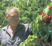  ?? PHOTO: ADAM BURNS ?? Cherry clusters . . . Fruit grower Mark Jackson tends to his crops.