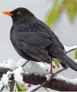  ?? Foto: dpa ?? Die Amsel, ursprüngli­ch ein Waldvogel, ist heute ein Gartenvoge­l.