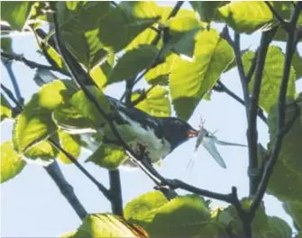  ??  ?? L’an dernier, la photograph­e s’est levée très tôt pour partir à la découverte d’une paruline bleue qu’elle entendait gazouiller.