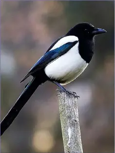  ??  ?? The Magpie’s plumage has a metallic iridescent sheen of purples, blues and greens.