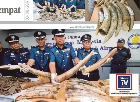  ?? FOTO: MOHD FADLI HAMZAH ?? MOHD Pudzi (tengah) menunjukka­n gading gajah dan sisik tenggiling yang dirampas di Gudang Kargo Udara, Zon Perdaganga­n Bebas KLIA.