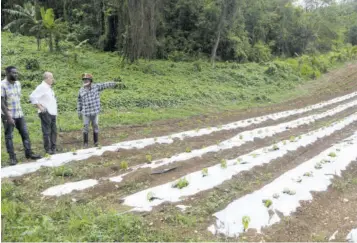  ?? (Photos: Karl Mclarty) ?? President of the Jamaica Manufactur­ers and Exporters Associatio­n John Mahfood (centre) joins Dyermark Preservati­on Farms employees Holborn Stoddart (right) and Kevoy Thompson on a tour of a section of the 20-acre property in Clarks Town, Bog Walk, St Catherine.