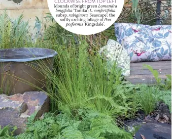  ??  ?? OPPOSITE PAGE, CLOCKWISE FROM TOP LEFT
Mounds of bright green Lomandra
longifolia ‘Tanika’; L. confertifo­lia subsp. rubiginosa ‘Seascape’; the softly arching foliage of Poa poiformis ‘Kingsdale’.