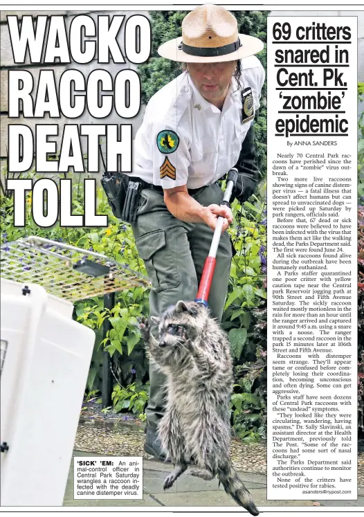  ??  ?? ‘SICK’ ’EM: An animal-control officer in Central Park Saturday wrangles a raccoon infected with the deadly canine distemper virus.