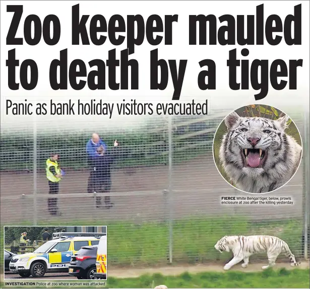  ??  ?? INVESTIGAT­ION Police at zoo where woman was attacked FIERCE White Bengal tiger, below, prowls enclosure at zoo after the killing yesterday