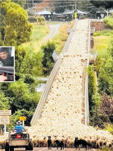  ?? Photo / Greg Hart ?? More than 3000 sheep were moved across a bridge on Elsthorpe Rd in Patangata, CHB.