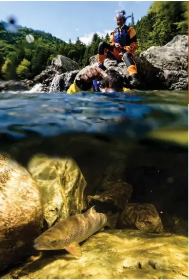  ?? PARKS CANADA ?? You actually snorkel above the salmon just like they do when counting and identifyin­g salmon in river pools.