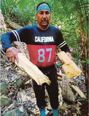  ?? PIC COURTESY OF GURDIAL SINGH ?? Penang Hash House Harriers veteran runner Gurdial Singh, who is also known as gaharu man, showing parts of a felled karas tree in George Town yesterday.