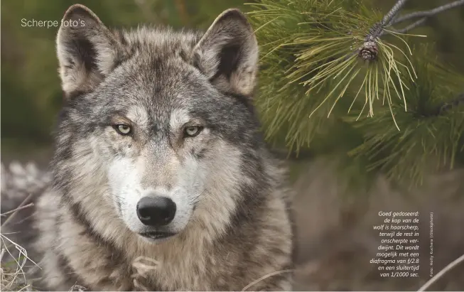  ??  ?? Goed gedoseerd:
de kop van de wolf is haarscherp, terwijl de rest in onscherpte verdwijnt. Dit wordt mogelijk met een diafragma van f/2.8 en een sluitertij­d van 1/1000 sec.