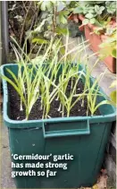  ??  ?? ‘Germidour’ garlic has made strong growth so far