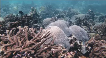  ?? Dr Emily Howells ?? Corals around the world are facing increased threats from climate change, pollution and environmen­tal damage