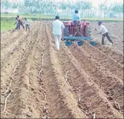  ??  ?? Sugarcane growers are reaping a rich harvest and earning around ₹1 lakh per acre. HT PHOTO