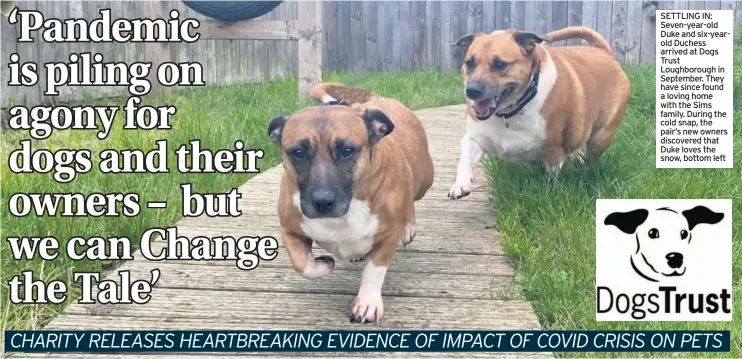  ??  ?? SETTLING IN: Seven-year-old Duke and six-yearold Duchess arrived at Dogs Trust Loughborou­gh in September. They have since found a loving home with the Sims family. During the cold snap, the pair’s new owners discovered that Duke loves the snow, bottom left