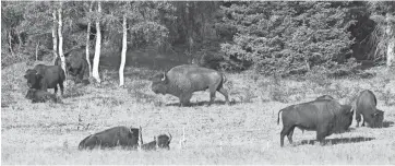  ?? MICHAEL CHOW/THE REPUBLIC ?? A herd of bison grazes in the Kaibab National Forest near Fredonia.