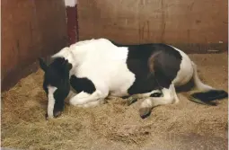  ??  ?? The important REM sleep can only occur when the horse is lying down