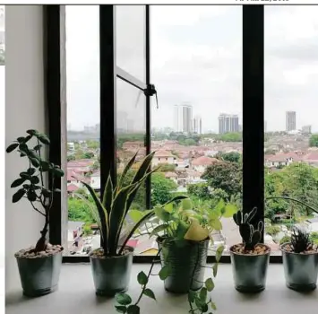  ??  ?? A row of plants by the window helps purify the air by trapping dust coming in to your home.