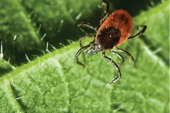  ?? TNS ?? left The recently discovered Bourbon virus and Heartland virus are two more reasons to avoid ticks. Infectious disease doctor Dana Hawkinson of the University of Kansas Health System talks about the dangers and how to avoid being infected.