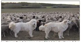  ?? (Photo doc Hélène Dos Santos) ?? Les chiens gardiens de troupeaux sont parfois tués lors des attaques de loup mais peuvent causer des accidents avec les touristes lorsque ces derniers s’approchent des moutons…