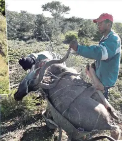  ??  ?? The kudu bull mentioned in the strory. I dropped it with a single shot from a distance of 190m. We used a wheelbarro­w to recover the bull and this method of recovery worked to perfection.