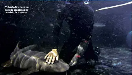  ??  ?? Tubarão Dentinho em fase de adaptação no Aquário de Ubatuba