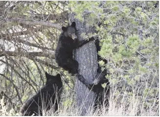  ?? NATIONAL PARK SERVICE 2014 ?? Black bear cubs, clinging to a tree in Big Bend National Park in 2014, were a rare sight just a couple of years earlier in the drought of 2011-12, which left just 15 to 20 bears in Big Bend.