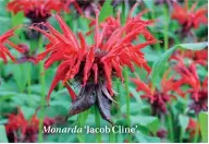  ??  ?? Monarda ‘Jacob Cline’.