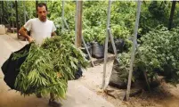  ?? (Amir Cohen/Reuters) ?? A WORKER carries sacks of newly harvested cannabis plants at a plantation near Nazareth.