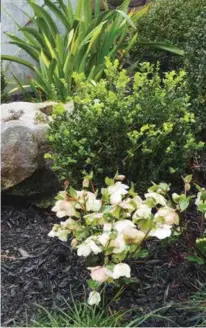  ??  ?? OPPOSITE: The classic forms of Jules’ home and garden sit beautifull­y against a natural backdrop of native bush and old pine trees. TOP: Japanese Forest Grass (Hakonechlo­a) ABOVE: Iris, Buxus and Helleborus ‘Ivory Prince’.