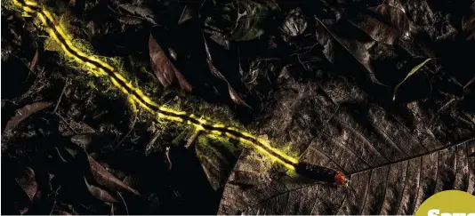  ??  ?? This image of a firefly was highly commended in the Wildlife Photograph­er of the Year competitio­n.