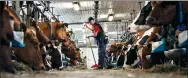  ?? JONATHAN NACKSTRAND / AFP ?? An inmate works with dairy cows on July 4 at Rodjan, an open prison functionin­g as a farm in Sweden.