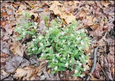  ?? WALTER REEVES ?? Bright green chickweed is easy to spot and remove in winter.